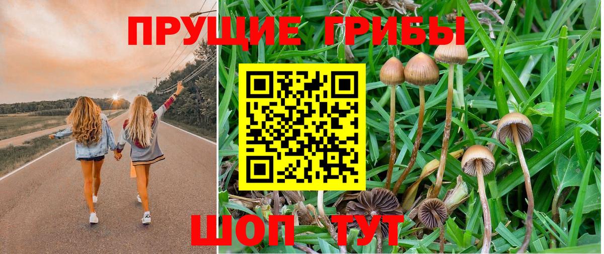 Псилоцибиновые грибы Cubensis  Вход с VPN  Торжок 